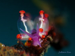 Colorful Bubbles
@Tulamben by Julian Hsu 